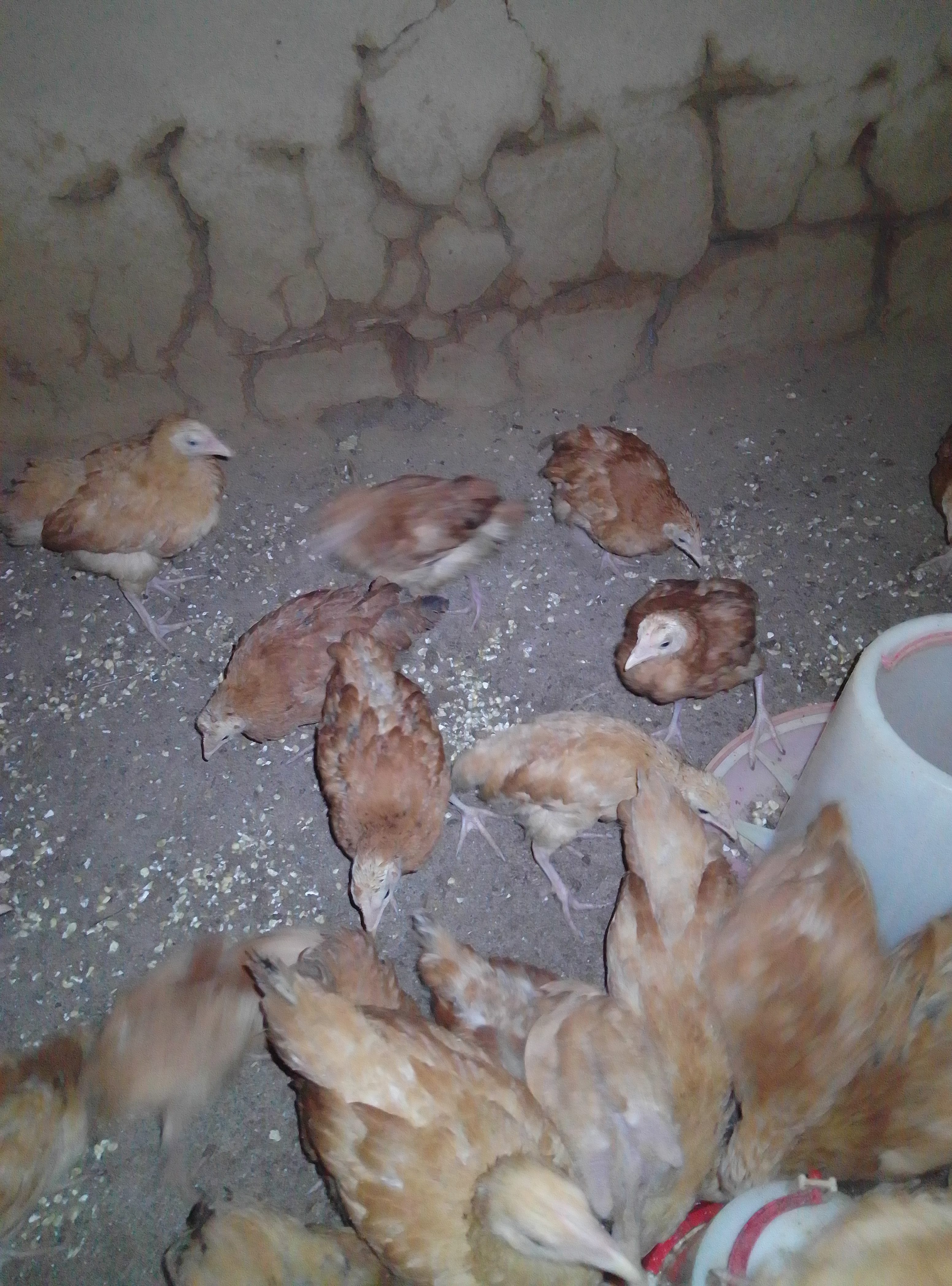 Poultry