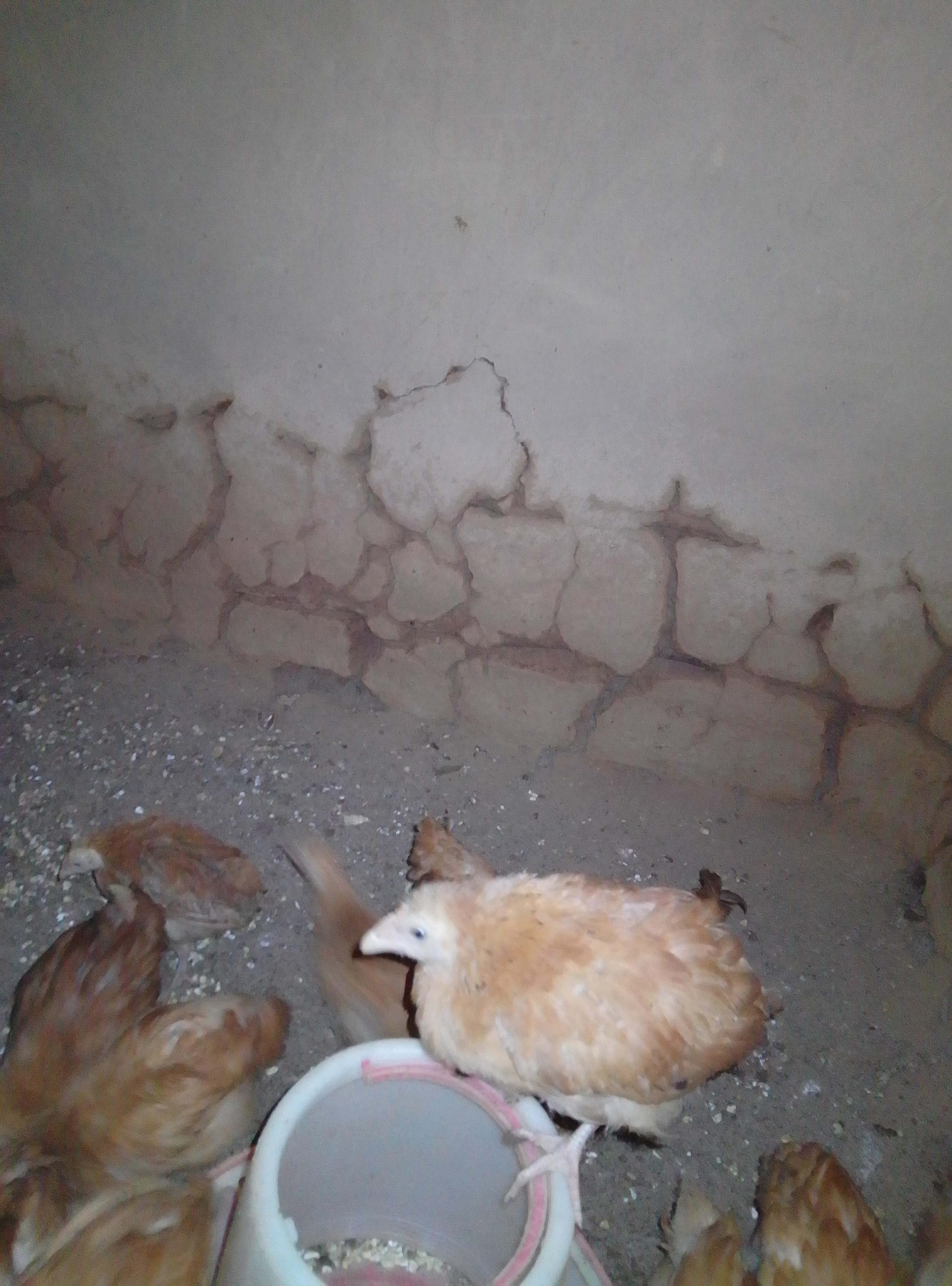 Poultry