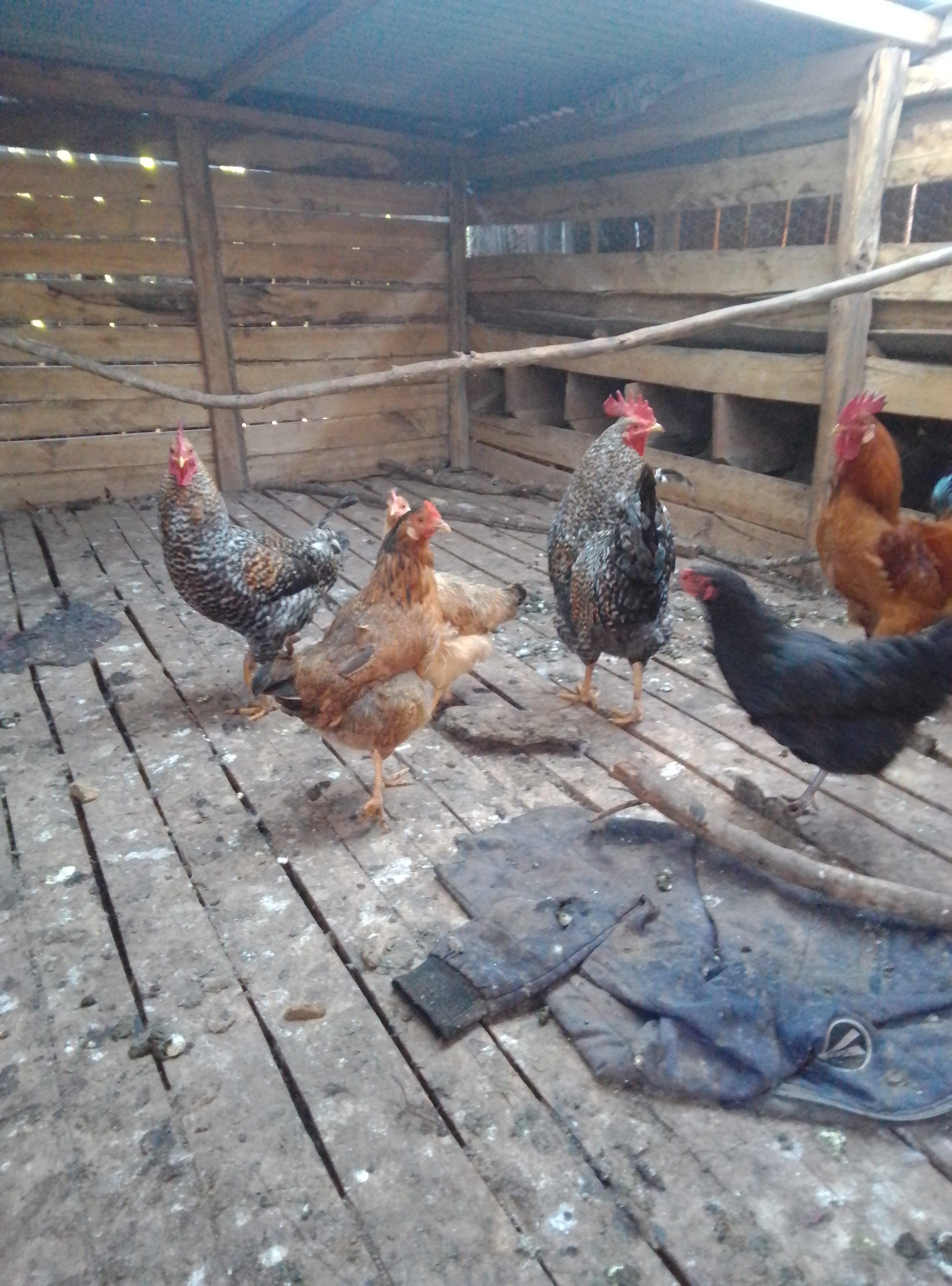 Kienyeji cock