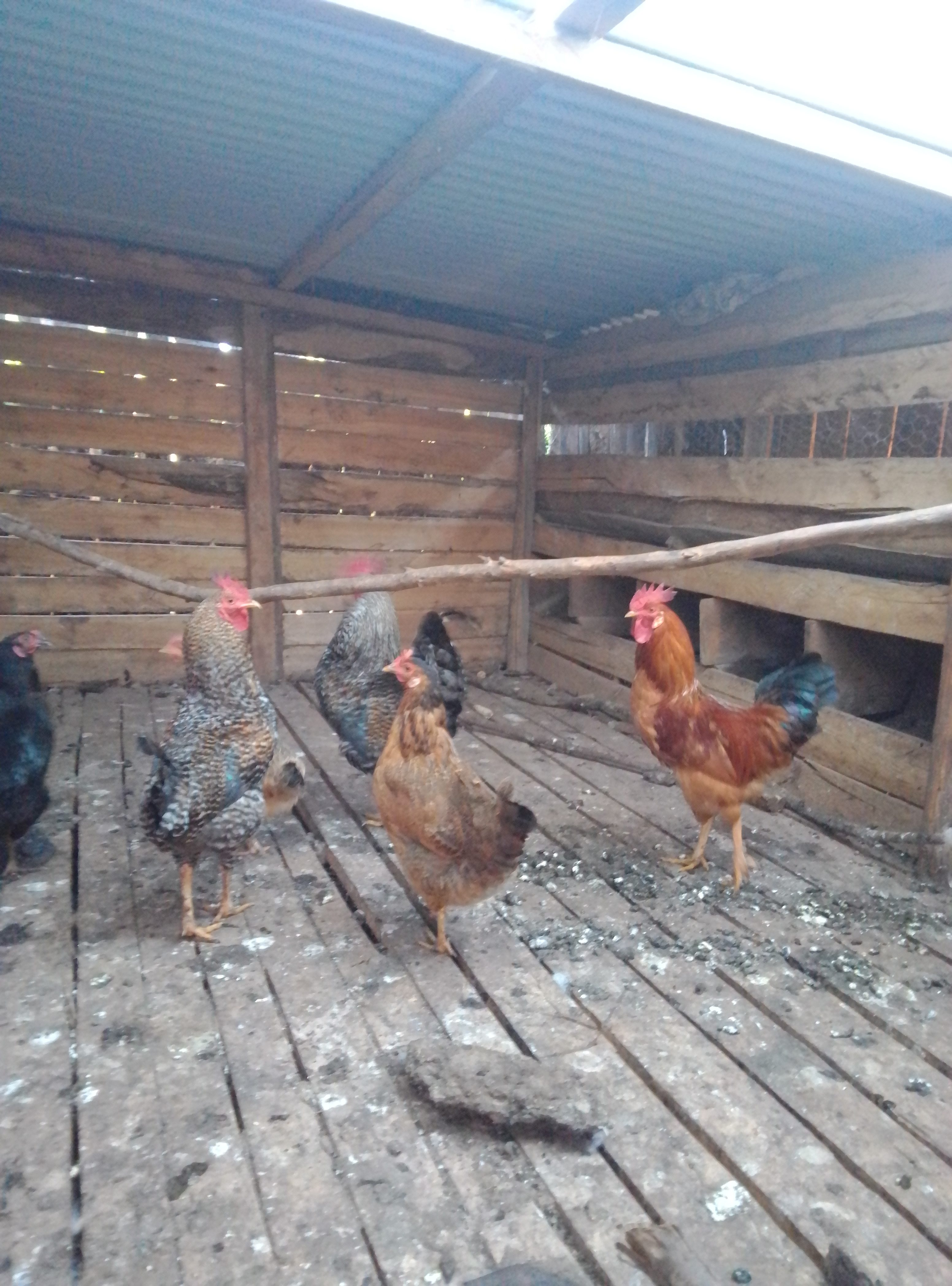 Kienyeji cock