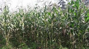 Maize ready for silage