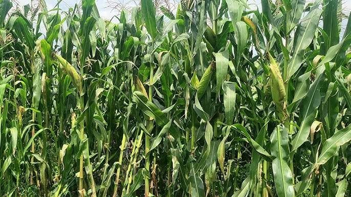 Maize ready for silage