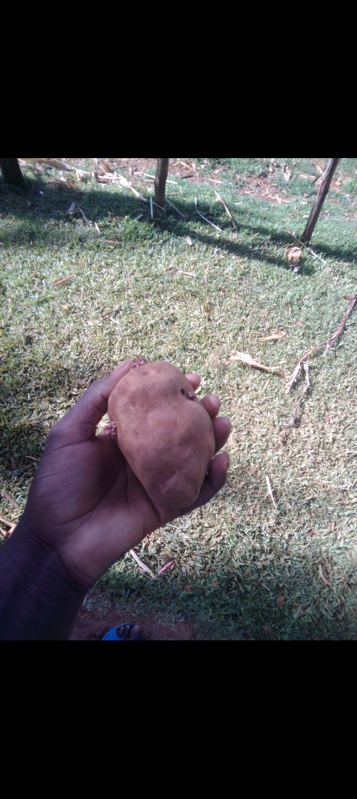 Tamotoes  seedlings