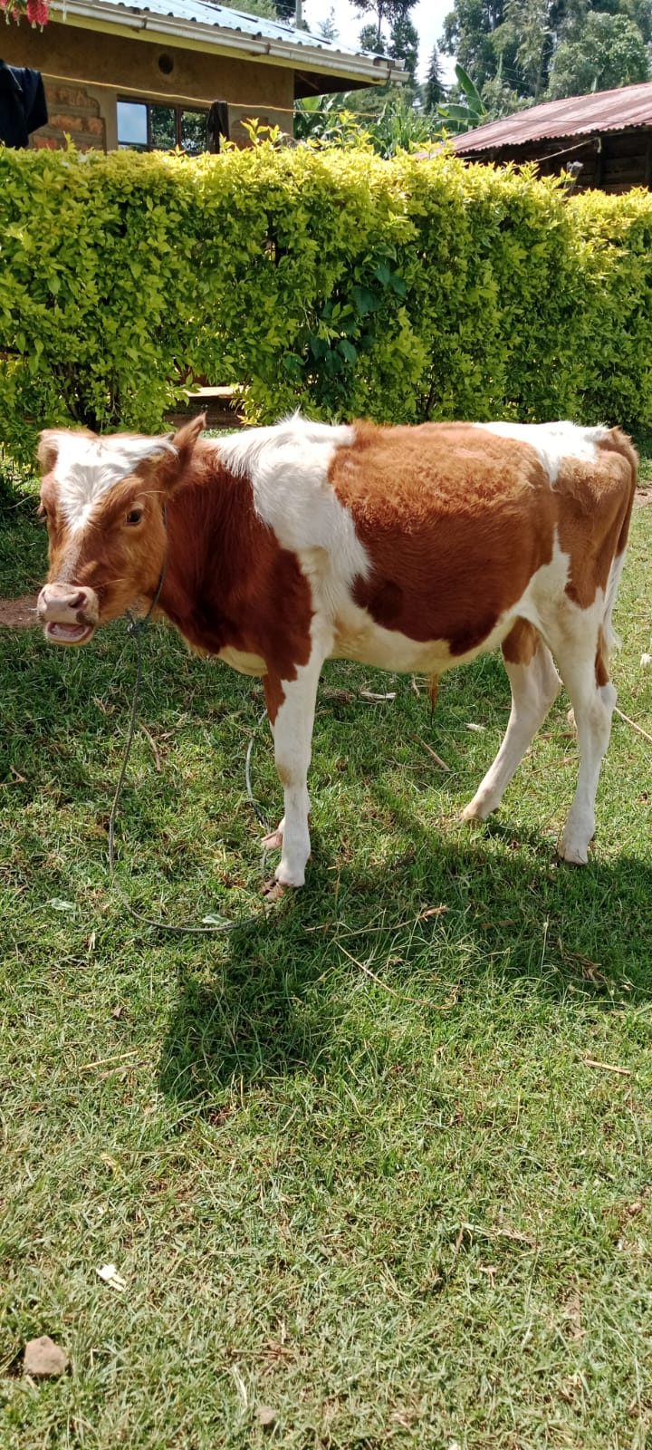 Aryshire bull