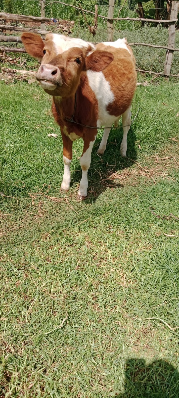 Aryshire bull