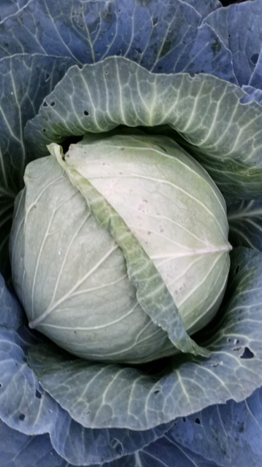 Fresh cabbages