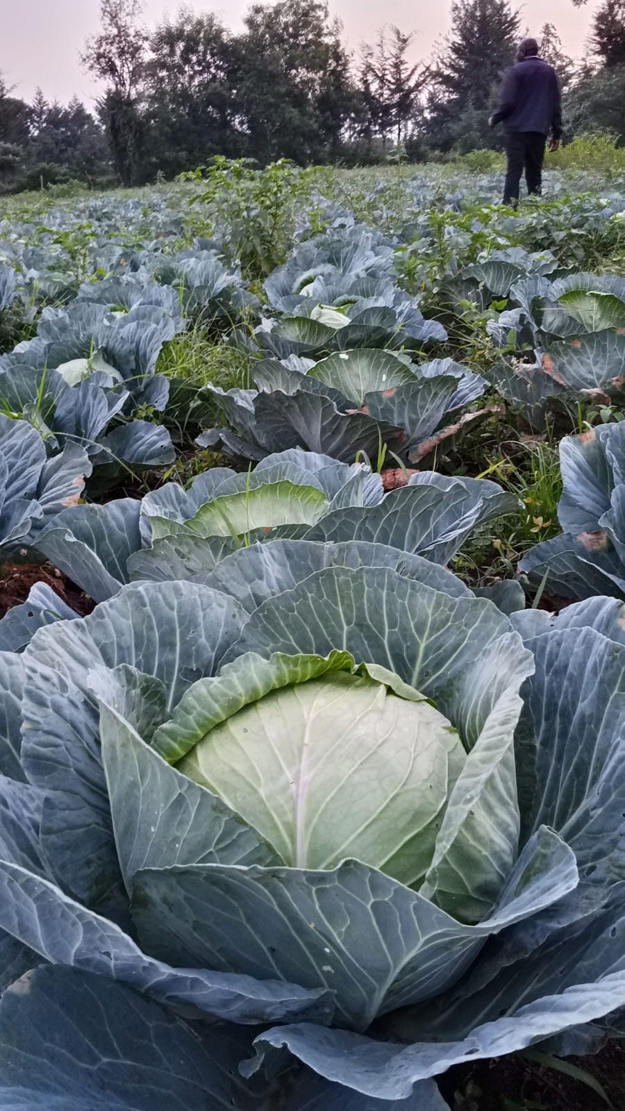 Fresh cabbages