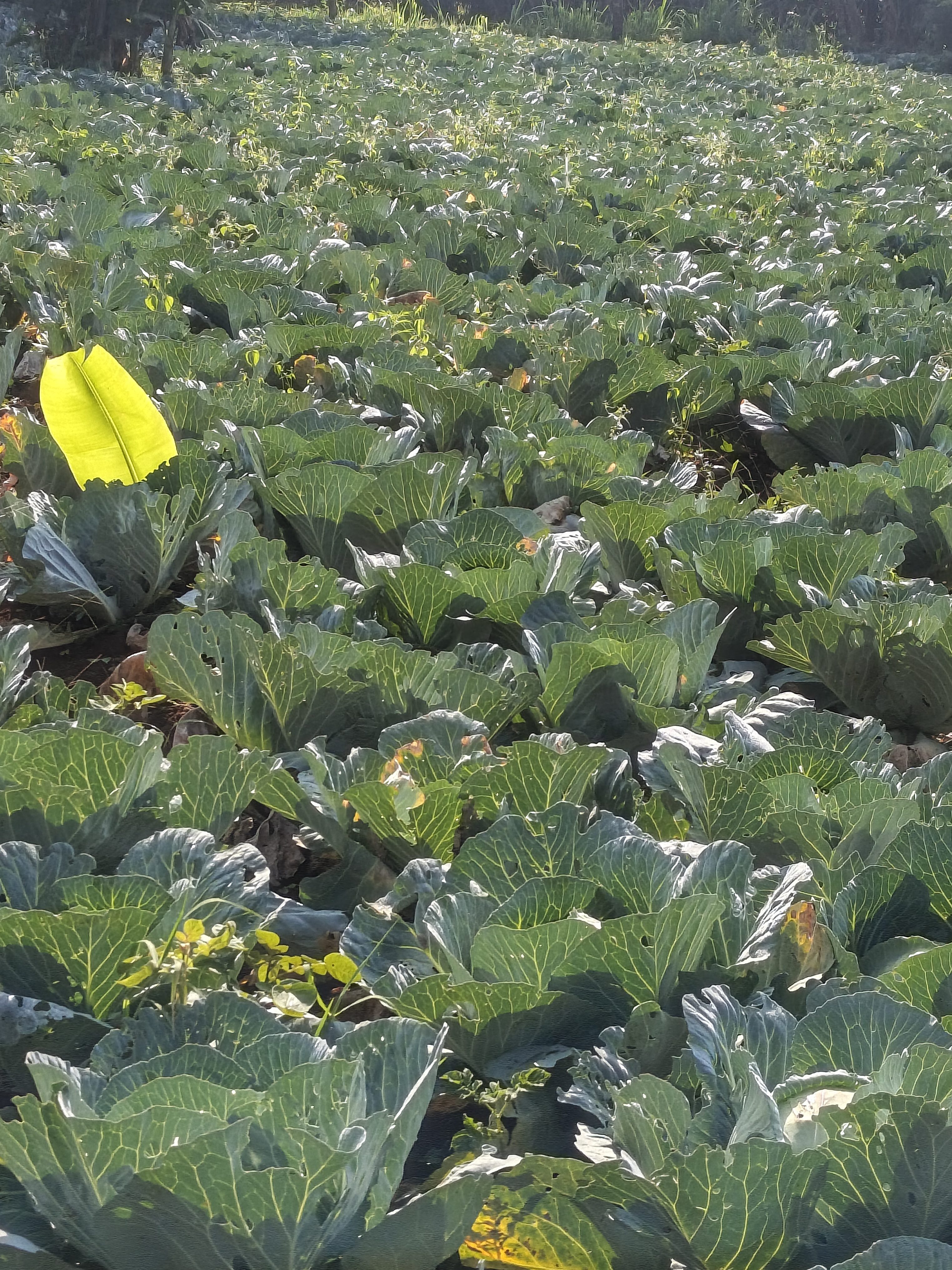 Cabbage Gloria f1