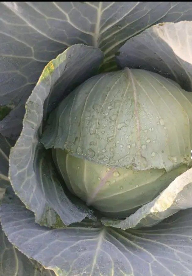 Cabbages