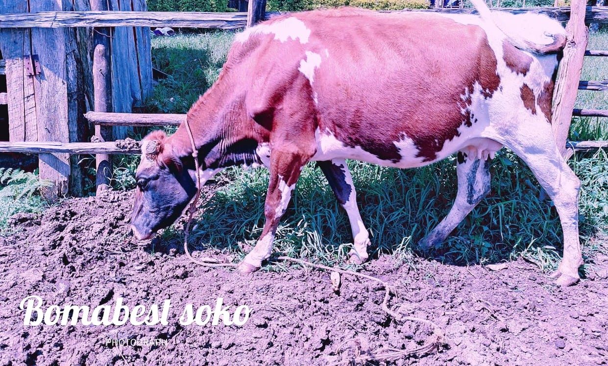 Lactating Cow