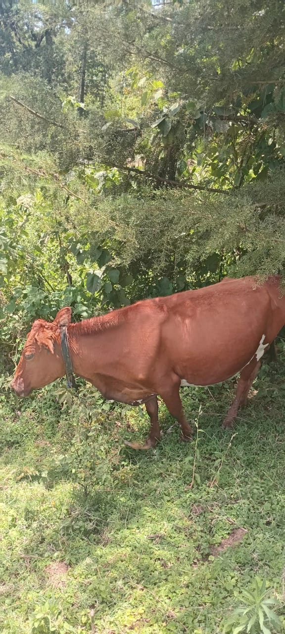 Aryshian cow