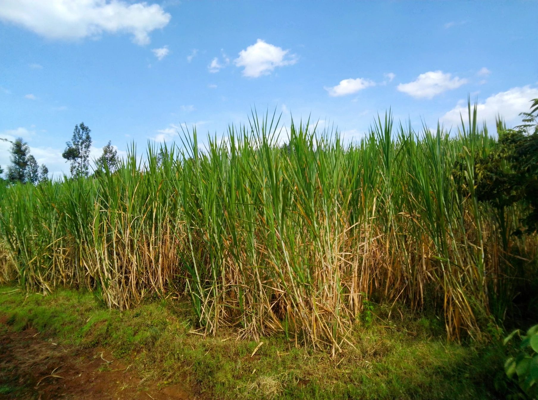 Navier grass