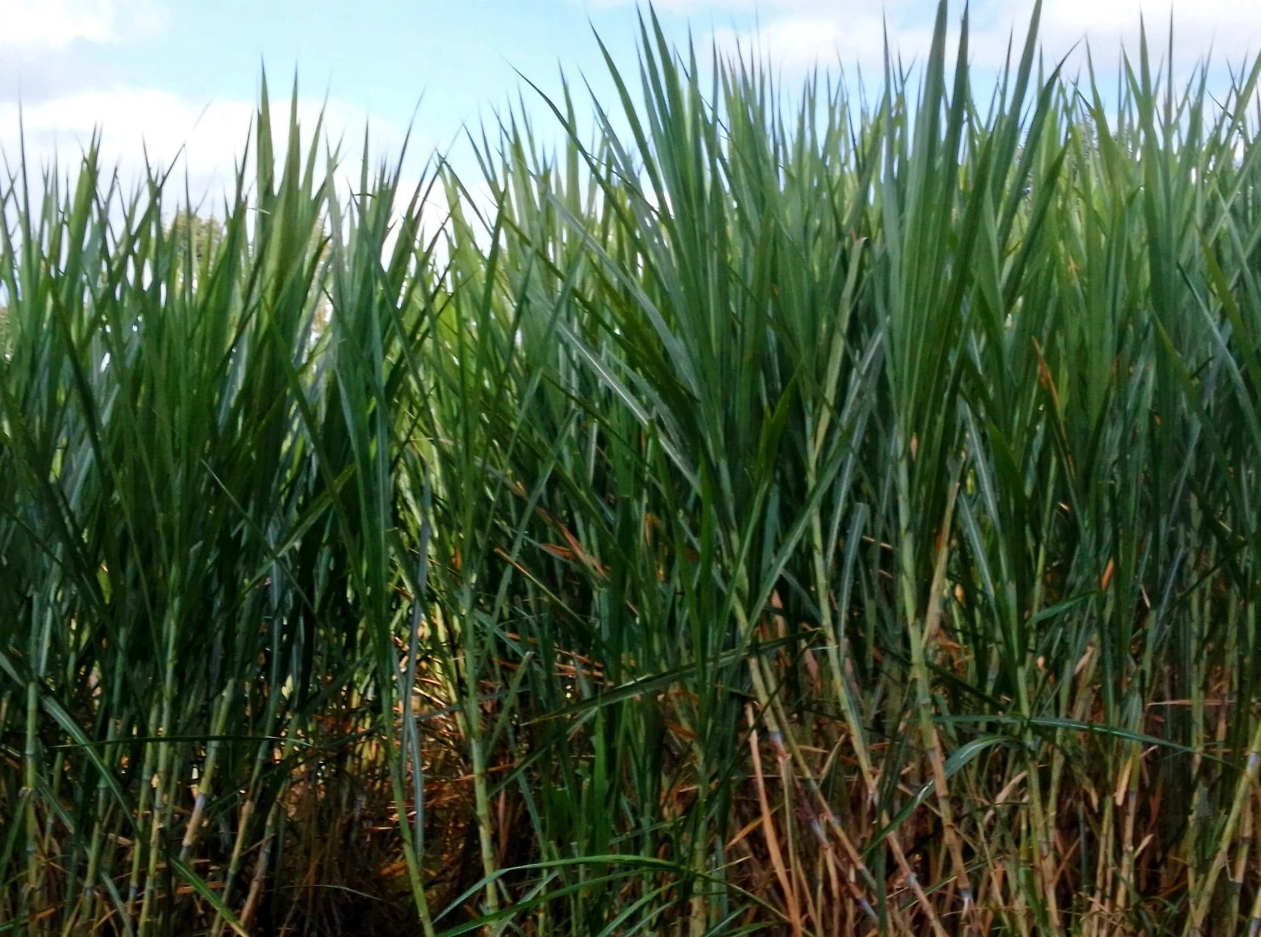 Navier grass
