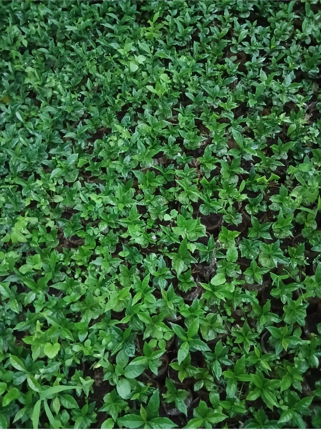 Coffee seedlings