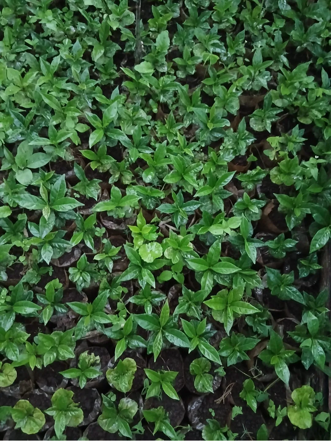 Coffee seedlings