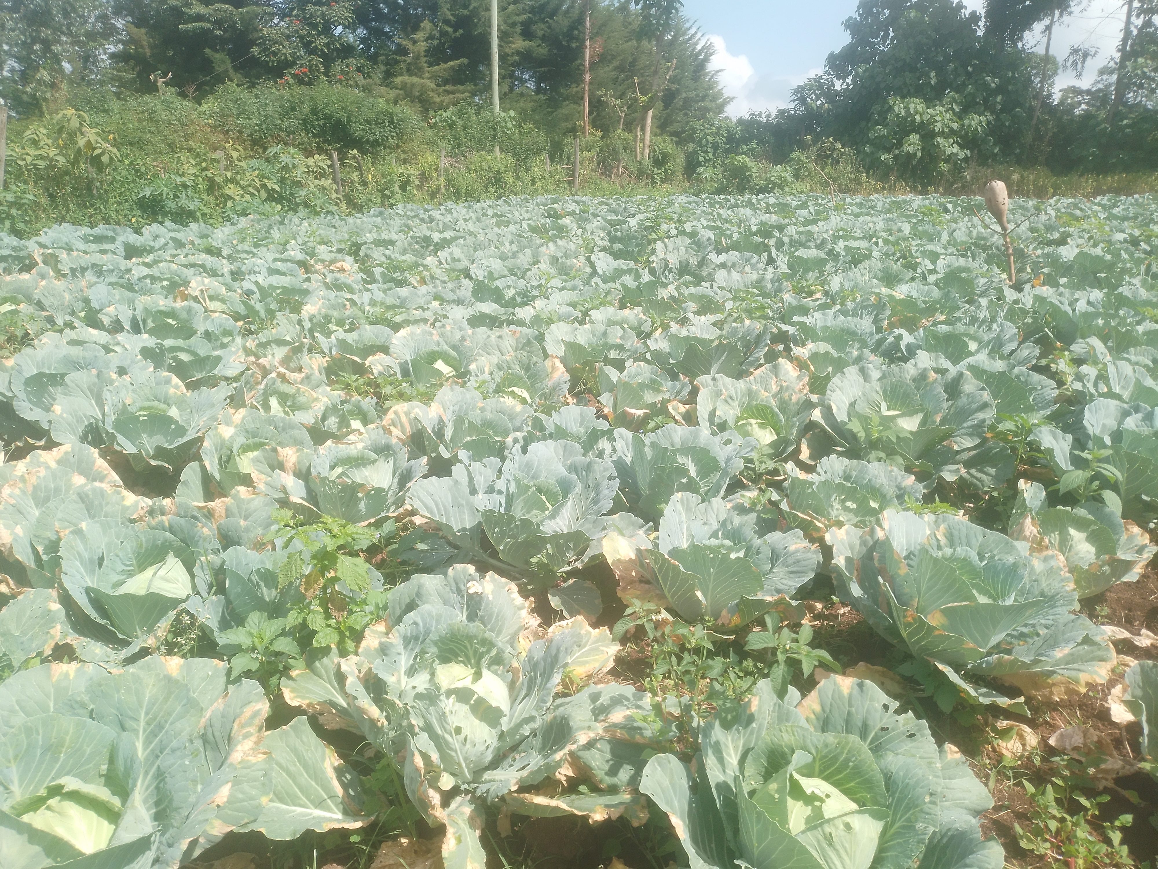 Gloria cabbage