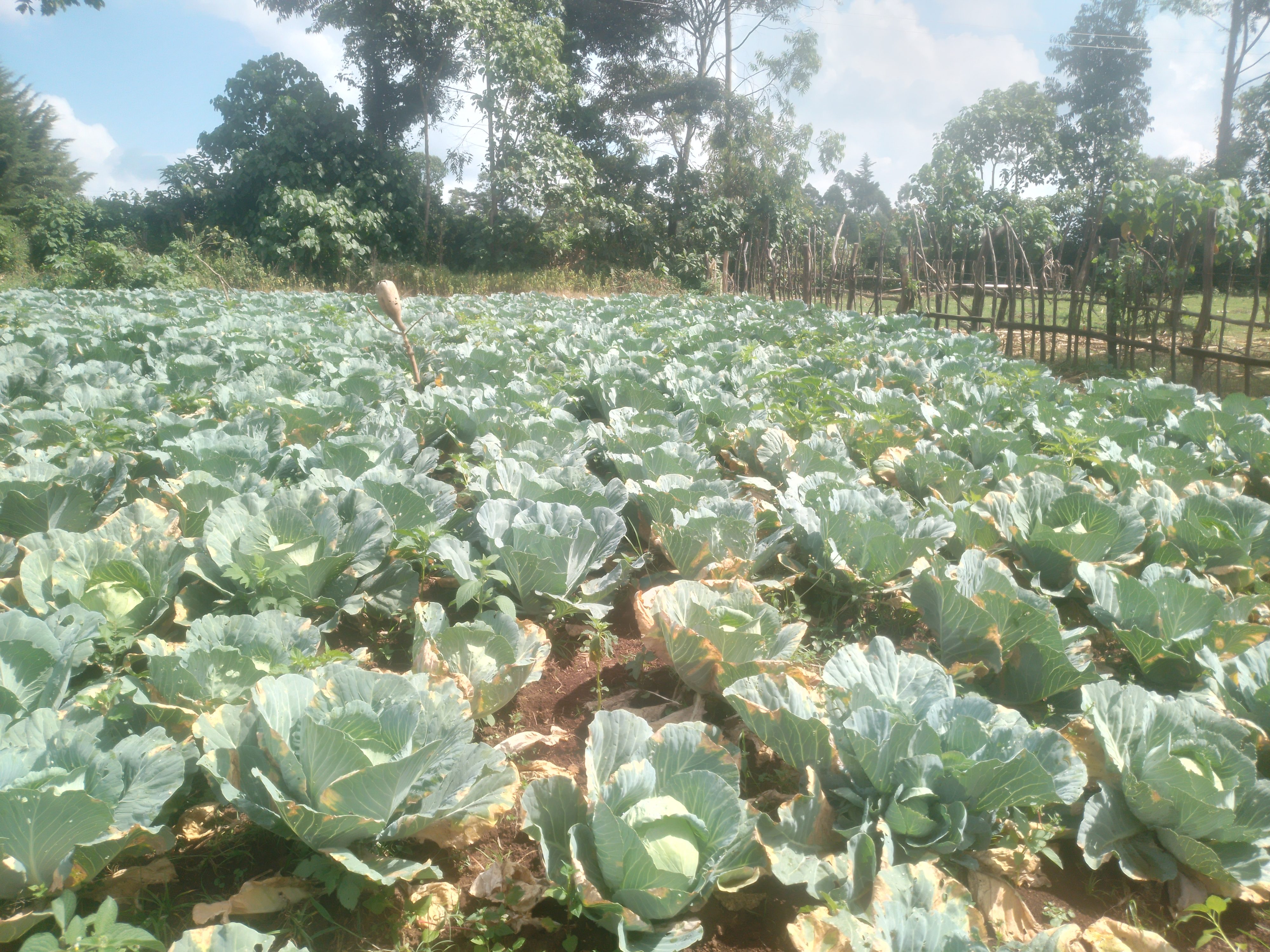 Gloria cabbage