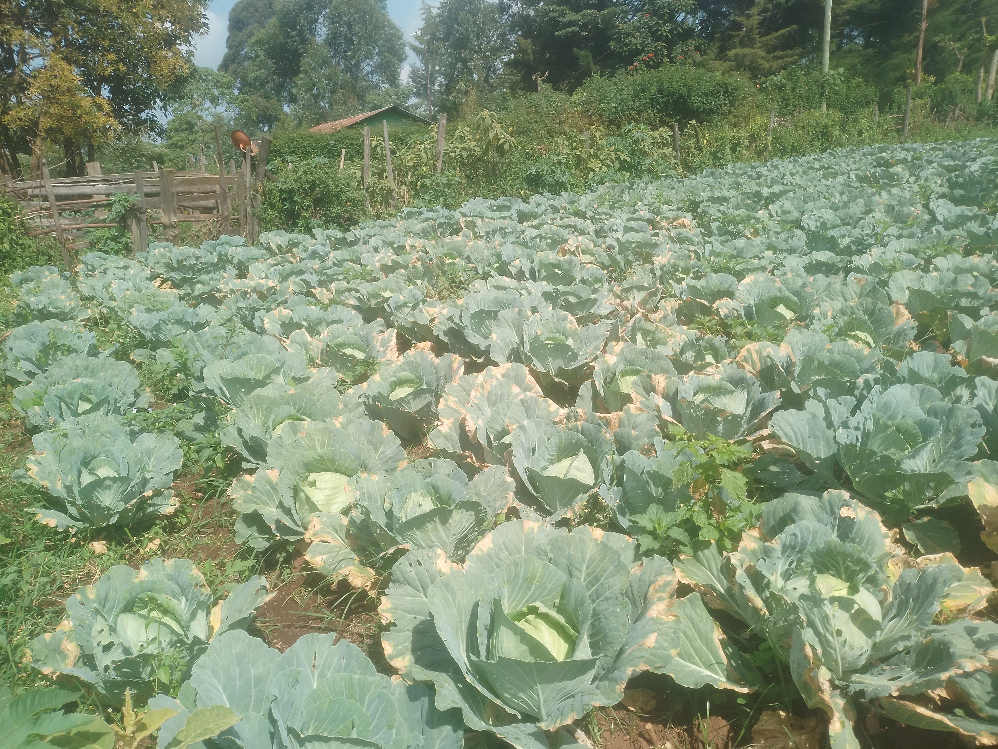 Gloria cabbage
